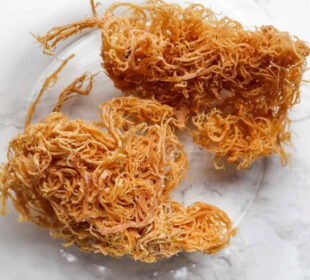 Discover the 8 Benefits of Sea Moss for Weight Loss