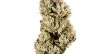 Best Places to Buy THCA Flower Near Me for Pain and Stress