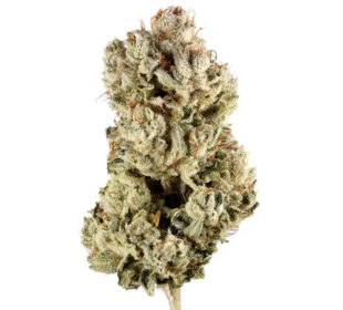 Best Places to Buy THCA Flower Near Me for Pain and Stress