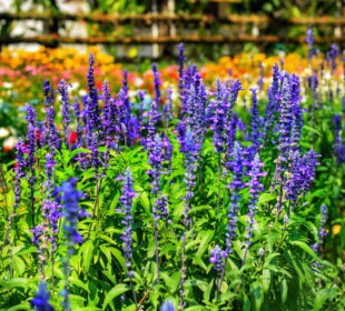 Understanding Salvia Divinorum Effects Risks and Important Safety Considerations