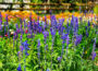Understanding Salvia Divinorum Effects Risks and Important Safety Considerations