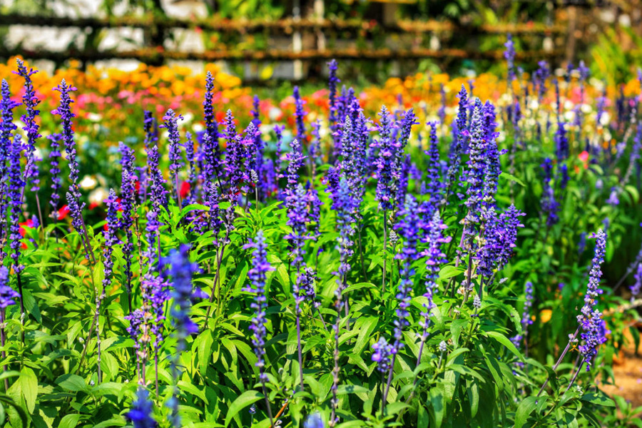 Understanding Salvia Divinorum Effects Risks and Important Safety Considerations